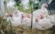 Flu Burung Gejala Penyebab Dan Cara Mengobati