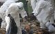 Flu Burung, Gejala, Penyebab Dan Cara Mengobati Sehatpoin