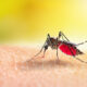 Aedes Mosquitoe Is Sucking Blood On Human Skin